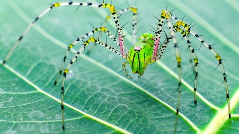 10 Terrifying Facts About Spiders