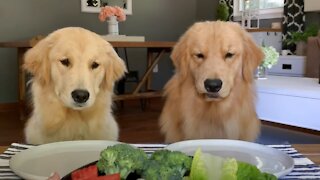 Dog Reviews Food With Girlfriend | Tucker Taste Test 12