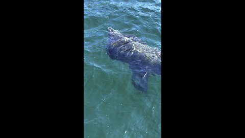 Irish Marine Wildlife