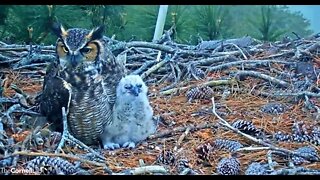 A Morning Close-up 🦉 3/8/22 06:40