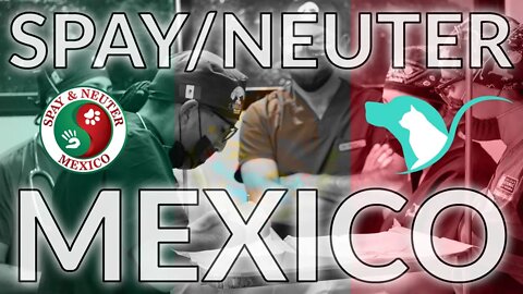 Spay and Neuter - Mexico