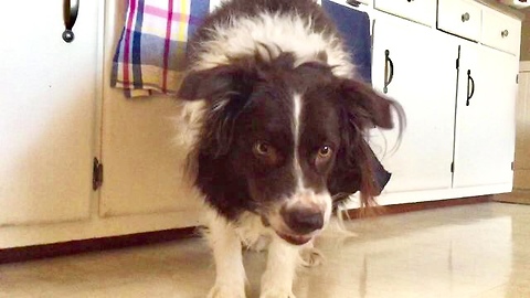 This Dog Is Super Excited For His New Teddy Bear