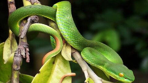 Dangerous green vine snake is living near bank of waterfall