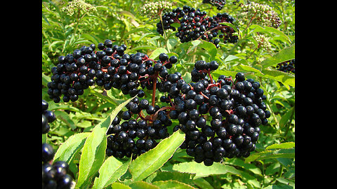 Elder Berry (Sambucus nigra/canadensis)