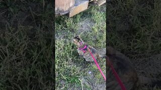 How cats walk on a leash