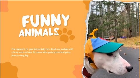 Funny animal video 😀Try not to taugh😃