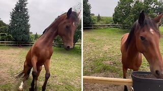Excited horse dances in excitement for treats