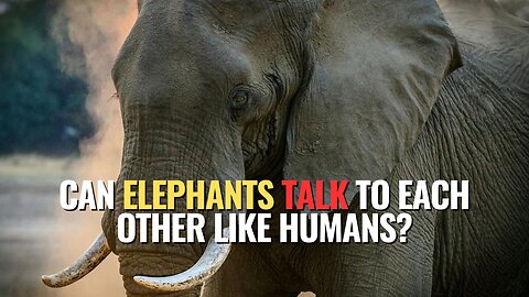 Can Elephants Talk to Each Other Like Humans?