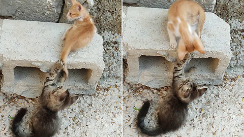 Two Kittens Playing Near a Hollow Block | Funny Video