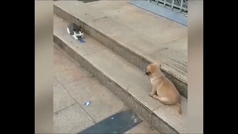 Funny cat vs dog video 😂😂