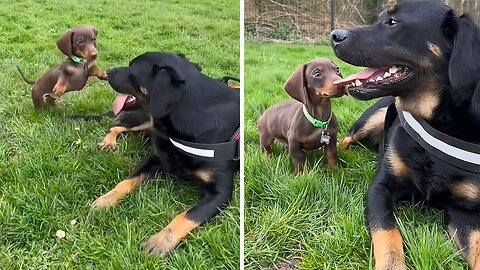 Fearless Puppy Trying To Befriend A Large Dog