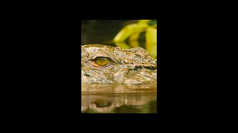 Salt water crocodiles up to 20 feet long