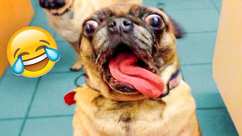 20 Minutes Trending Funny Animals 😅 Funniest Cats and Dogs 😹🐶