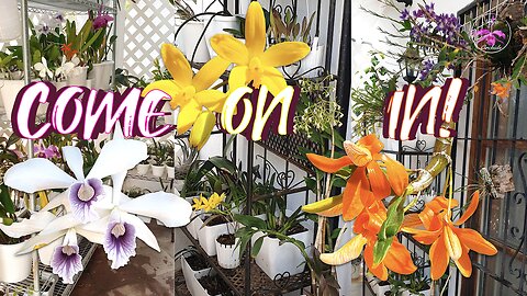 Amazing Orchids in Bloom 🌸 Signature Collection | Cattleyas Vandas Maxillaria & MORE #ninjaorchids