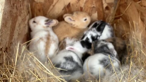 Baby bunnies first three weeks