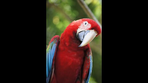 Red Perrot eat seeds with appetit