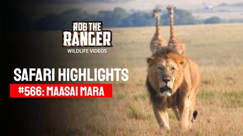 Safari Highlights #566: 13 & 14 October 2020 | Maasai Mara/Zebra Plains | Latest Wildlife Sightings