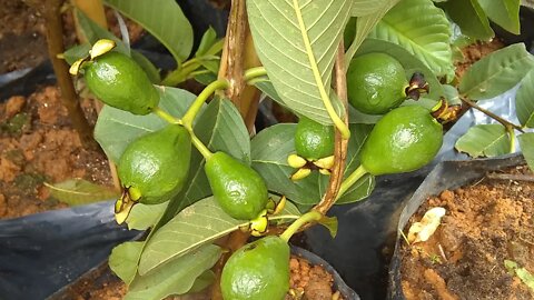 frutíferas produzindo em vaso fruta leite cajá Cambuí pitanga bananinha mangostin roxo Limão taiti