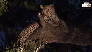 Watching Leopards, Part 4: One Cub Survived!