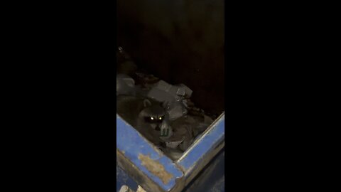 Raccoon in a dumpster