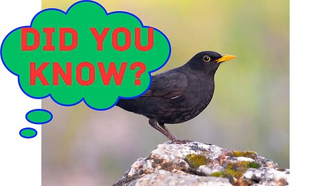 What You Didn't Know About Blackbirds