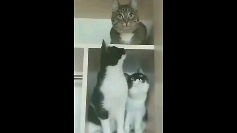 Funniest Cats and Dogs 🐶🐱 | Funny Animal Videos #30