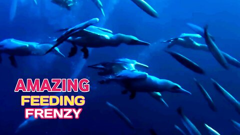 Amazing Feeding Frenzy | Sardine Feeding Frenzy With Gannets ,Sharks And More |