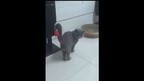 Funny 😆 animal video 🤣🤣 cat mood