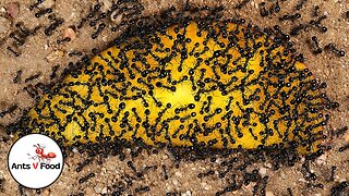 Ant Colony vs Mango Food Time Lapse Short Version