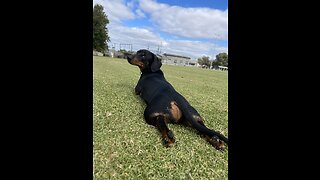 Funny sausage dog trying to dry off after bath time!