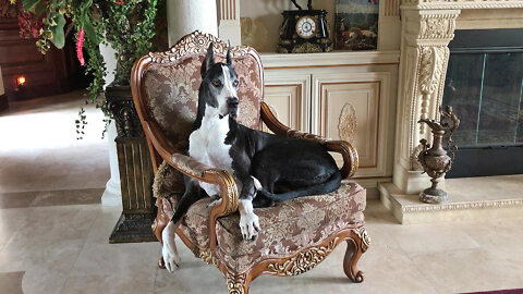 Laid Back Great Dane Guard Dog Barks From Her Comfy Chair