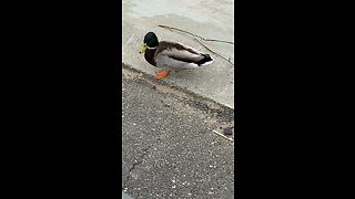 One Duck Eating Bird Seed On The Ground #duck #subscribe #shorts #cute #animals #ducks