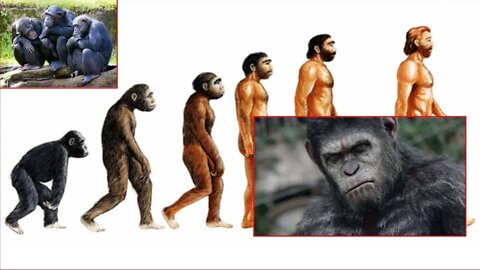 Dios creo a los simios, ¿el hombre desciende del mono? | Zouloua100 Spanish