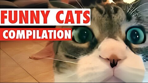 FUNNY CATS COMPILATION #1