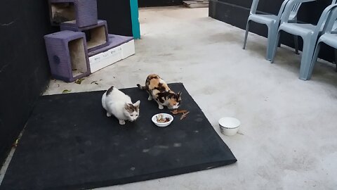 Snack time for the friendly cats and sisters.