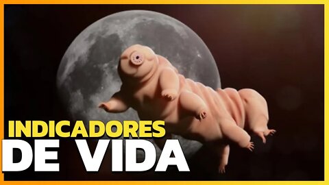 TARDÍGRADOS, OS INDICADORES DE VIDA NO SISTEMA SOLAR