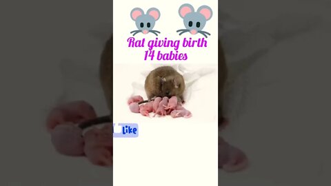Rat giving birth ®
