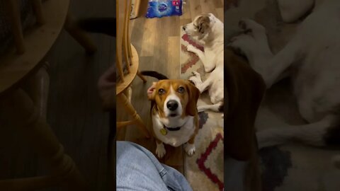 BEAGLE wants a TREAT. I want him 2 SPEAK.