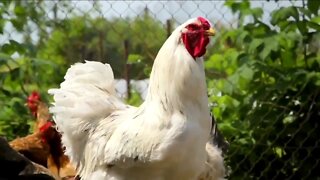 USDA testing potential bird flu vaccine, reports say