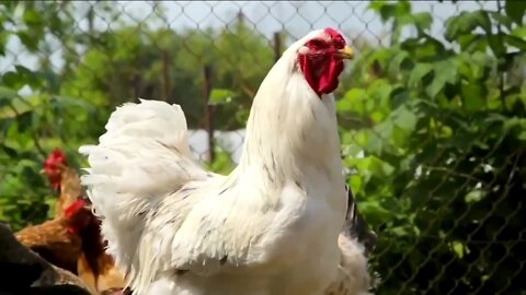 USDA testing potential bird flu vaccine, reports say