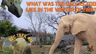 One of Dallas's Hidden Gems, the Dallas Zoo! | End of Year Trip, 2020: Pt2 | BEC TREK Episode 16