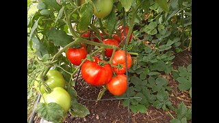 3rd Harvest Of Hossinator And Red Snapper Tomatos 9/12/23