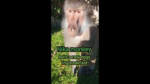 Nika monkey eats a raw eggs for breakfast!