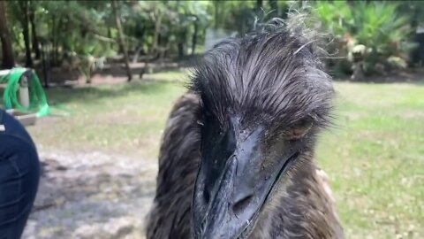 Search for Merlin the missing emu