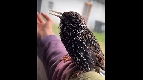 European Starling