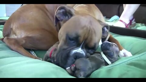 Dog Gives Birth While Standing!!#animal #dog #pregnancy