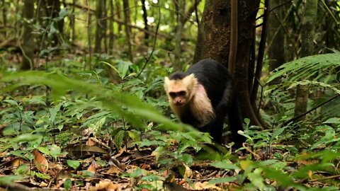 Wildlife capuchin searching food on the ground tropical forest Costa Rica wild animals
