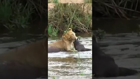 Lion Kills Buffelo in water | Kruger National Park
