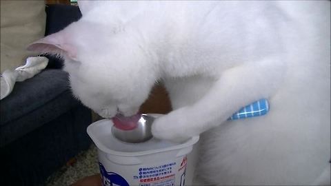 This Clever Kitty Loves To Eat Yogurt With A Spoon