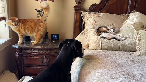 Funny Great Dane Complains The Cats Are Napping On The New Bedding